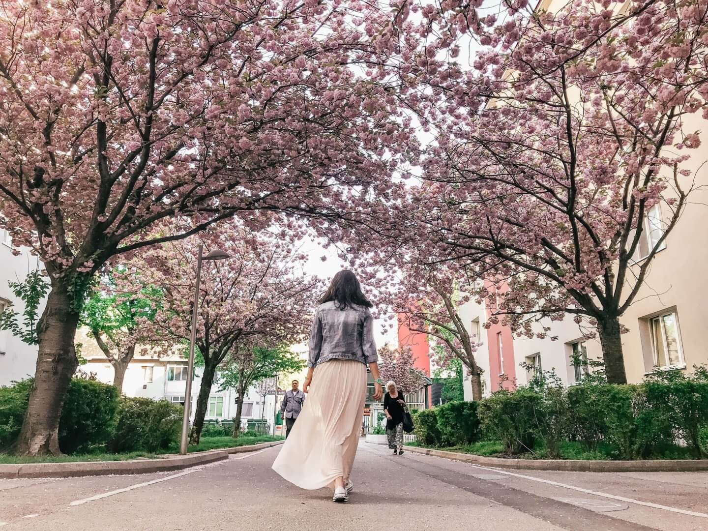 Hainburger Weg Cherry Blossom @kasiawhotravels